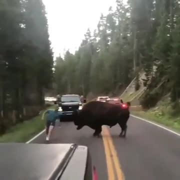 Videos of animals, pets, cats. dogs, etc.