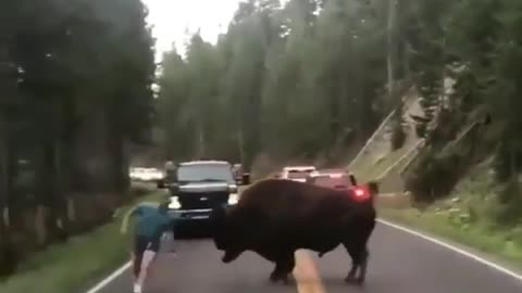 Videos of animals, pets, cats. dogs, etc.