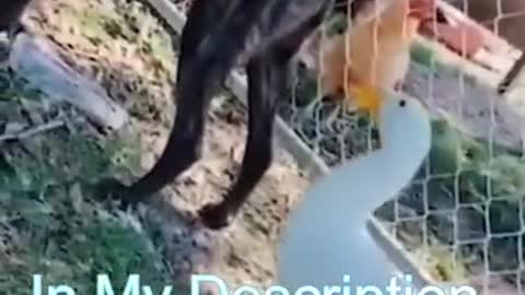 Best Funny Cat Videos _ Funniest Cats _ Funny Animal Videos _ Best Services _ #shorts #short
