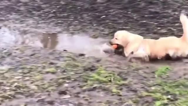 Learn How To Train Your Dog in Fun Way As They are Trained in Dog Training Academy