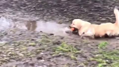 Learn How To Train Your Dog in Fun Way As They are Trained in Dog Training Academy