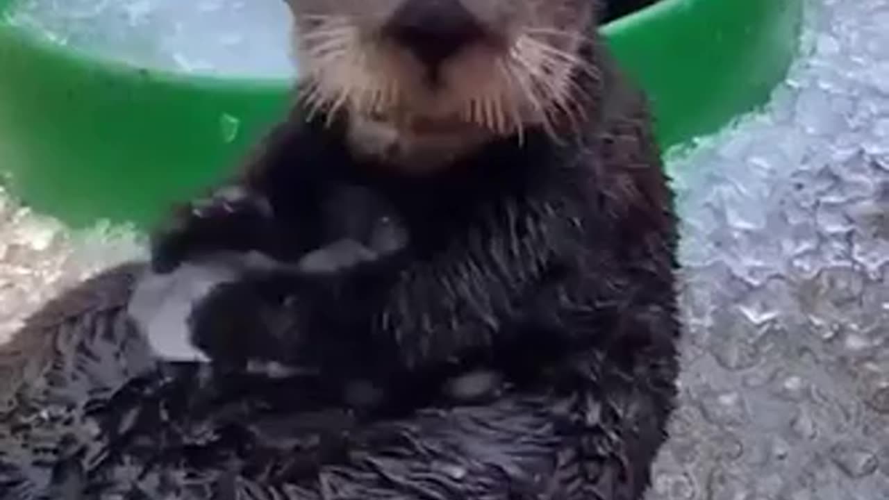 Seal Having Fun With Snow #shorts #viral #shortsvideo #video