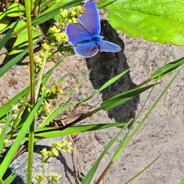 Beautiful blue butterfly / beautiful butterfly in nature / toothwing blue butterfly