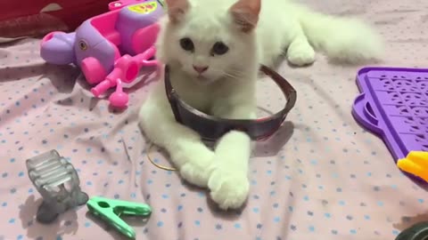Best cat’s video 🐈cute n adorable 🥰 love them