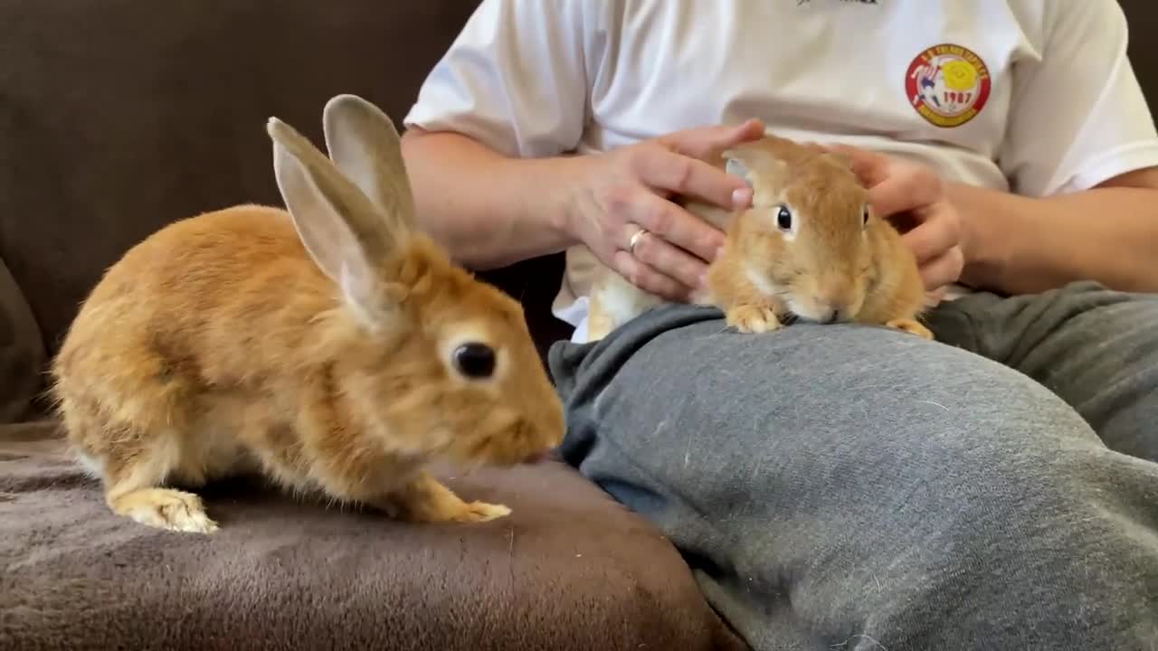 WE GOT A NEW RABBIT! Surprise for my Dog Bailey and Rabbit Sam!