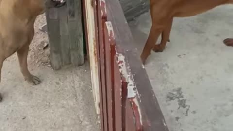 Rottweiler Attack Street Dog ## Real Fight ## 2021 ## Puppy ChaseR
