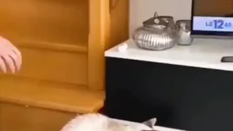 Funny animals 😻