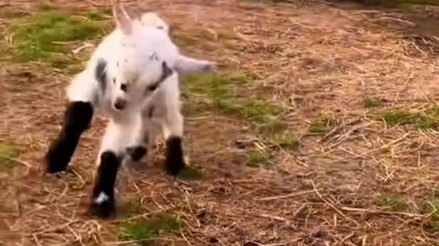Funnygoat