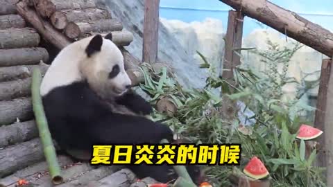 Giant Panda Animal World