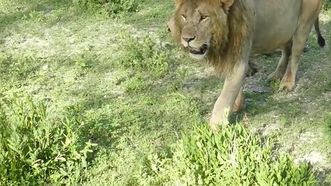 OMG!_Brave_wildebeests_attacks_the_lion.#Animal(1080p)