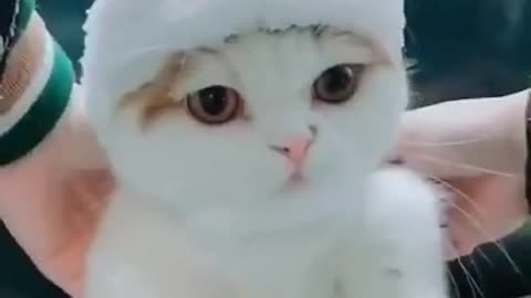 This cat looks #144 like bunny soo cute aww#shorts