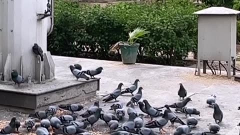 Pigeon