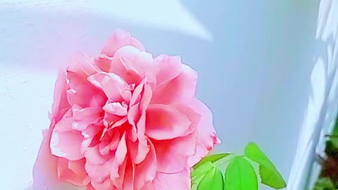 Beauty of rose.