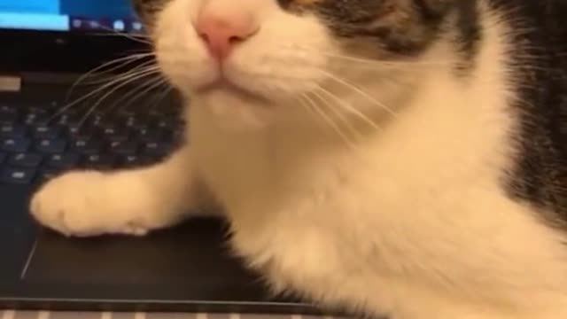 "Cats Is The Best Creation Of God" Cat Memes Pt.9