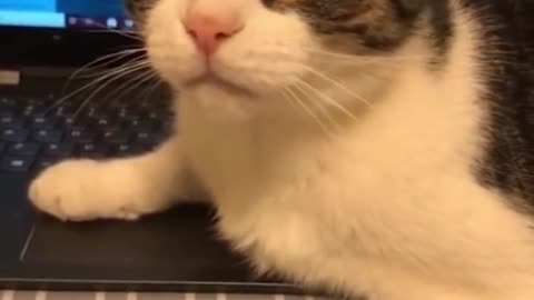 "Cats Is The Best Creation Of God" Cat Memes Pt.9