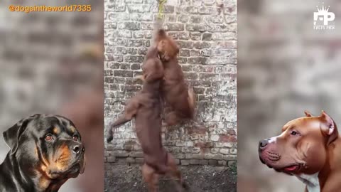 Rottweiler 🆚 pitbull 🐶Dog fighting
