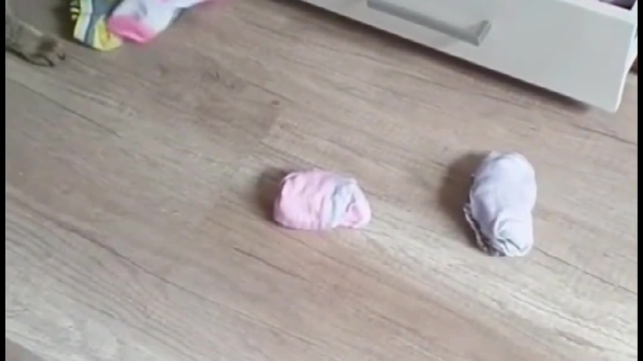 cute cat very funny video paly a cat
