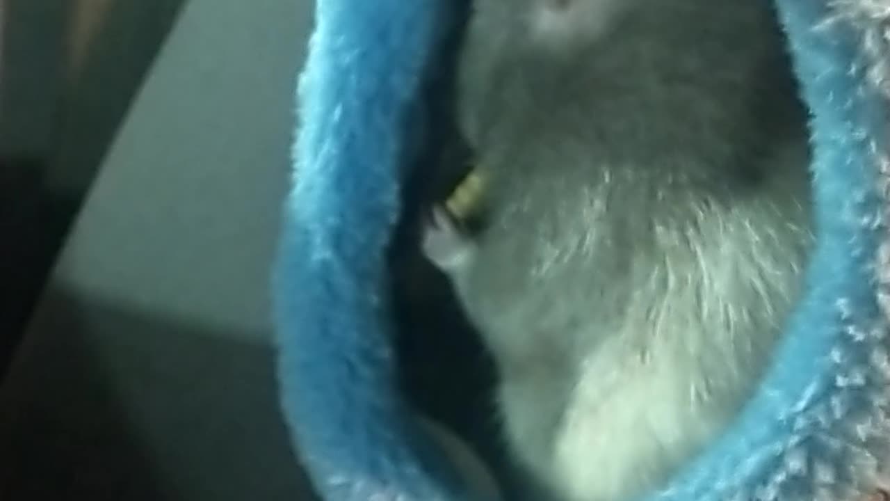 Rat Eating While Inside His Car Seat