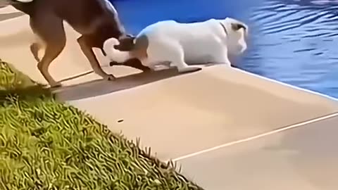 Funny animals