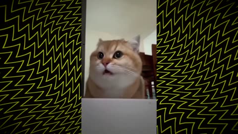 Funny Videos 2024 😅 - Best Funniest Animal Videos Of The week