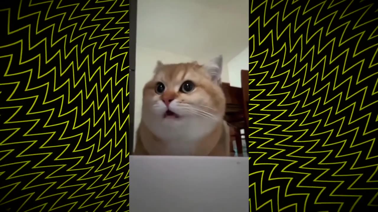 Funny Videos 2024 😅 - Best Funniest Animal Videos Of The week