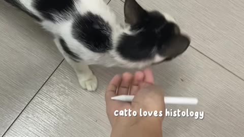 Kitty Participates In Class