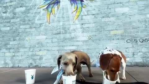 LET'S GET PUP CUPS!
