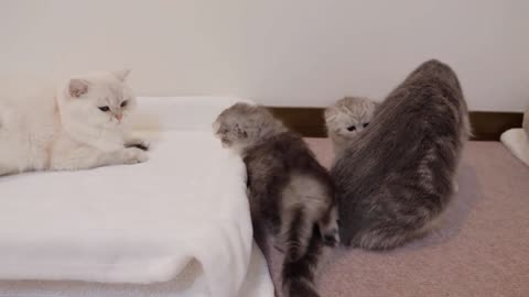 The kitten trying to steal the bed from her daddy cat was so cute_