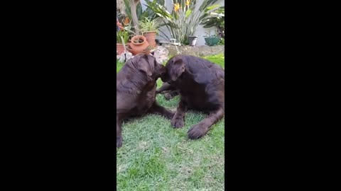 Chocolate Labrador can't stop kissing best friend