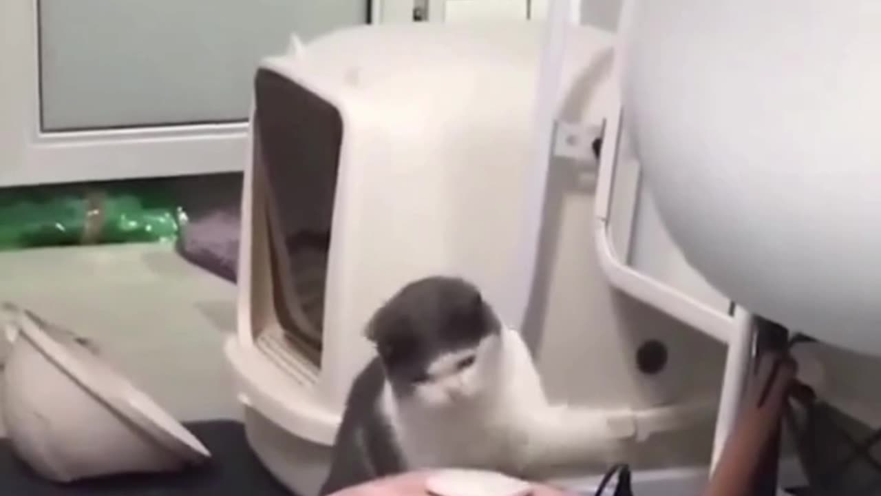 FUNNEST ANIMAL VIDEO