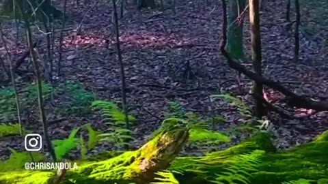 IT’S MOSS TIME!!!