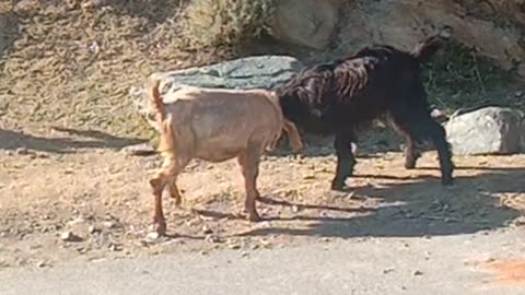 Animal First scene , Which one is winner ?