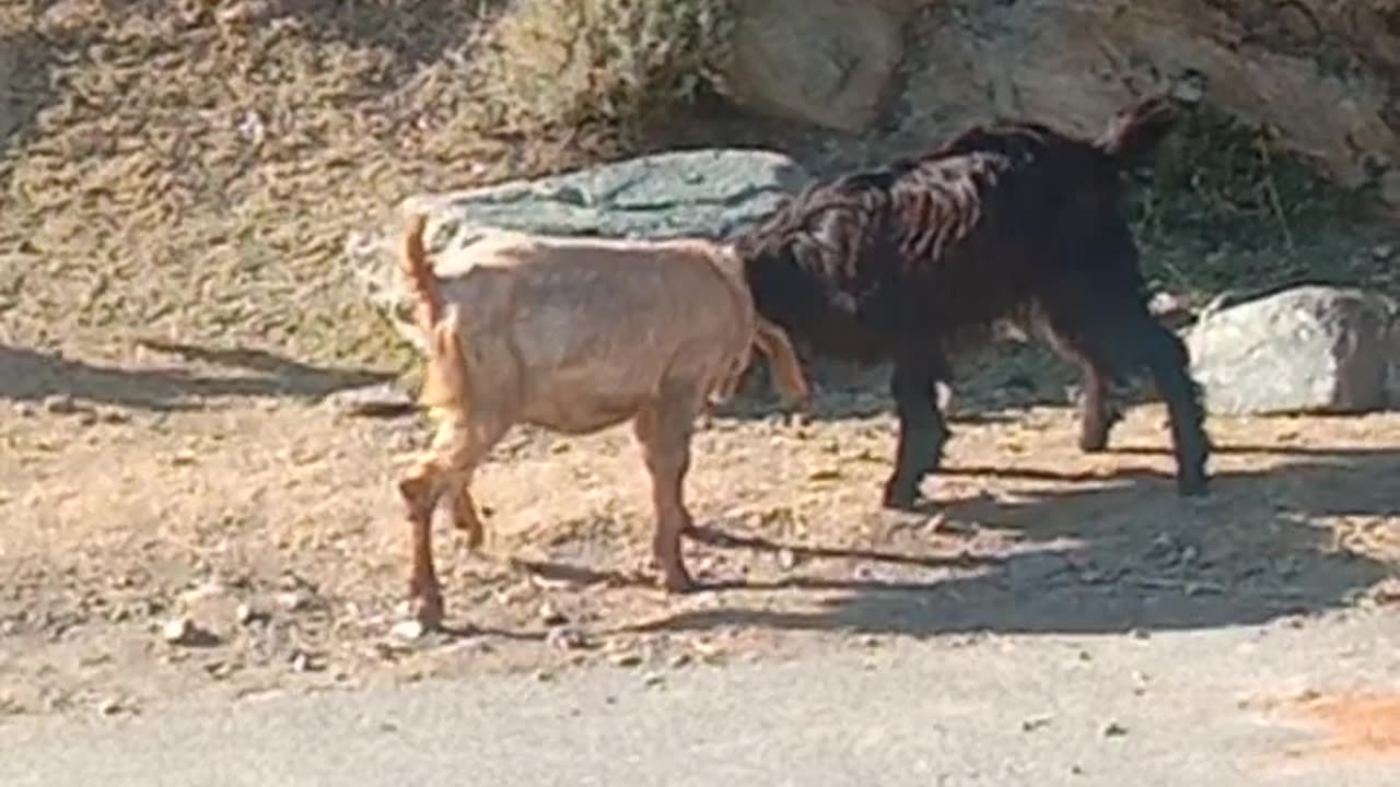 Animal First scene , Which one is winner ?