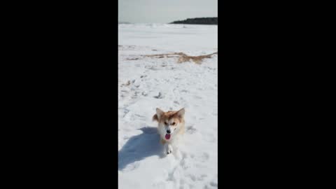Snow Run Dog