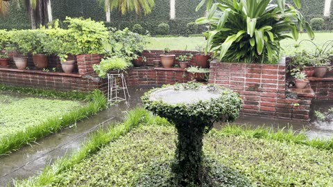 Rain on the Bird Bath