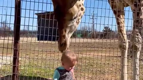 animal