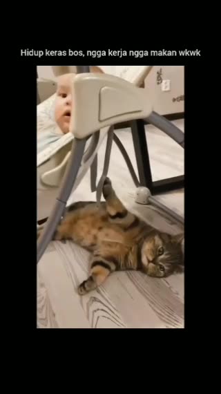 Funny Video Cats Work to Eat | Try Not Laugh