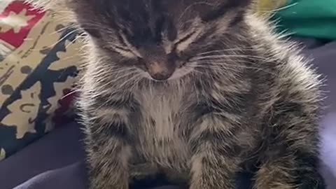 funny pets