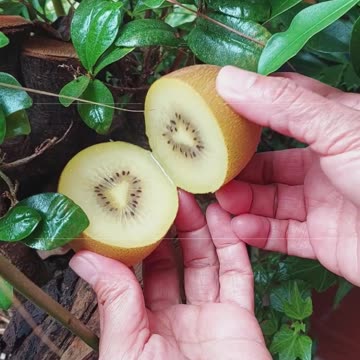 Kiwi : Golden Kiwi : Organic Fruit : My favorite fruit : Home Gardening
