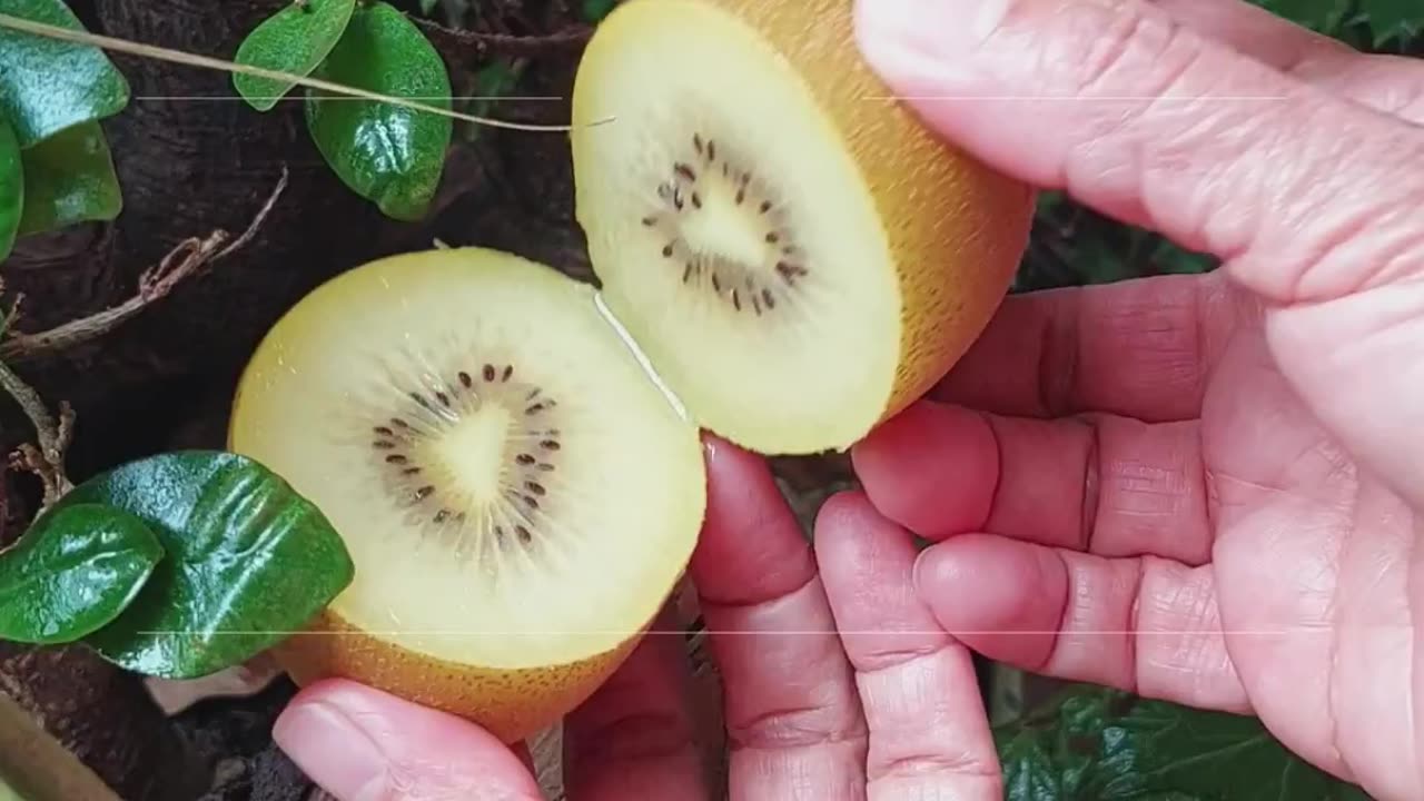 Kiwi : Golden Kiwi : Organic Fruit : My favorite fruit : Home Gardening