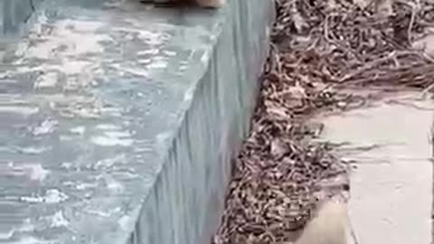 Funny videos