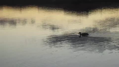 ASMR calm lake