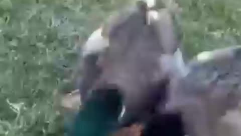 Dogs being idiot video