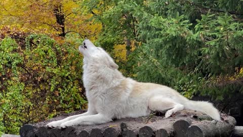 Wolf's Howl Gives You Goosebumps