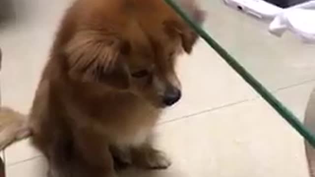 cute deceiving puppy by the mirror