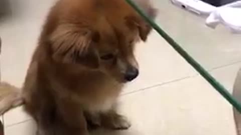 cute deceiving puppy by the mirror
