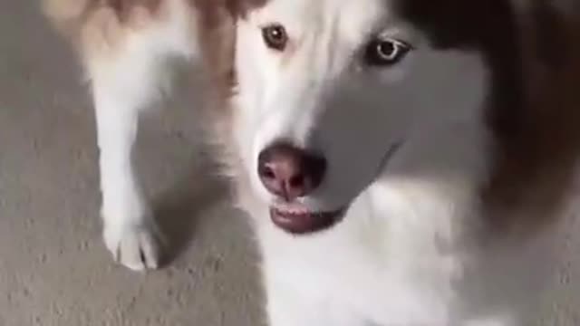 🤣 Funniest 🐶 Dogs - Awesome Funny Pet Animals Videos 😇