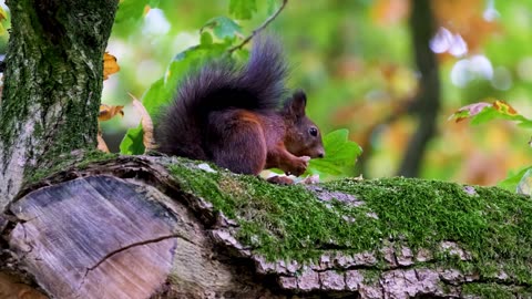 cute baby animals videos compilation cute moments
