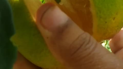 Let's cut the ripe oranges from the tree 😋😋😋