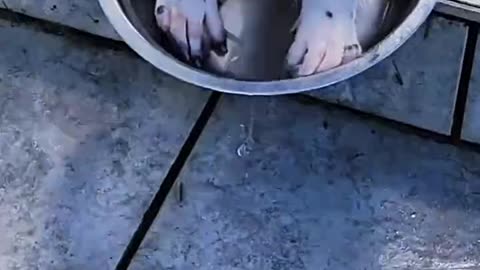 Funny Video